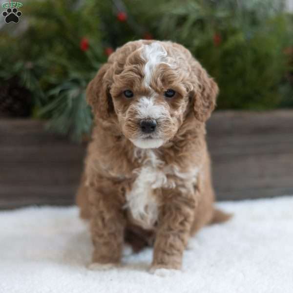 Cannon, Mini Labradoodle Puppy